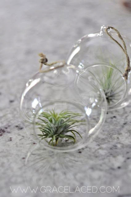Hanging Air Plant Terrarium Garden