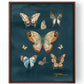 Butterfly Study Canvas