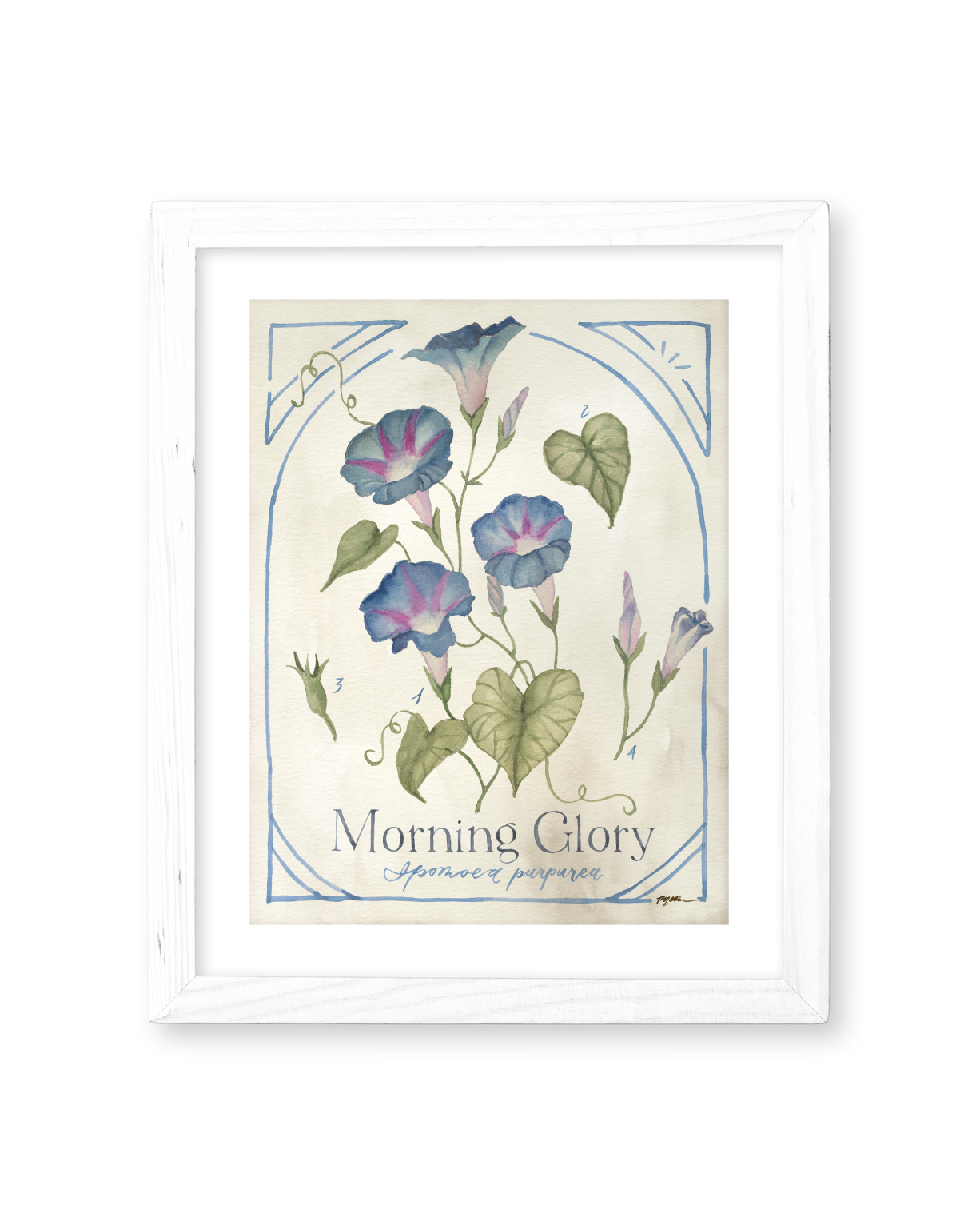Botanical Study: Morning Glory Print