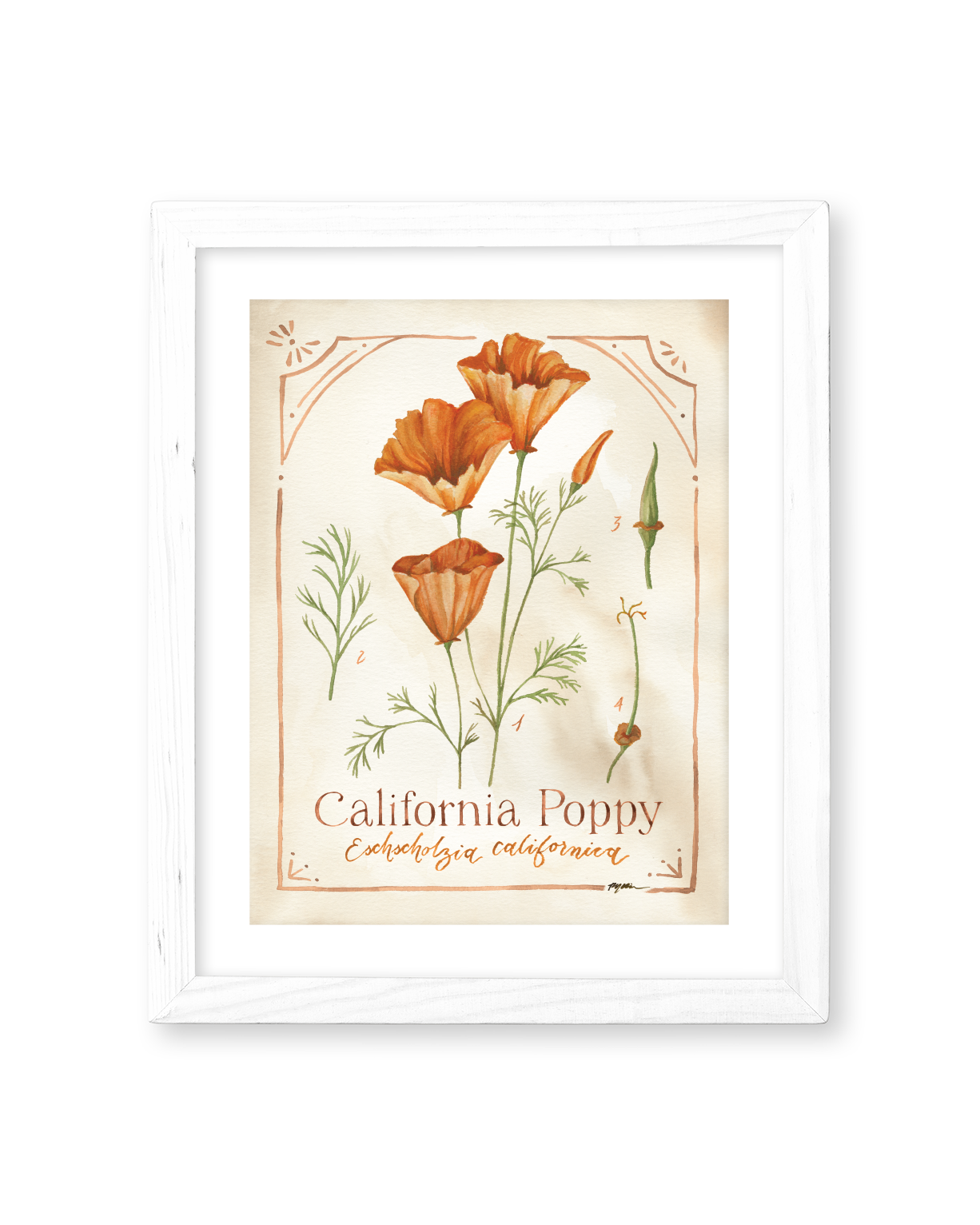 Botanical Study: California Poppy Print