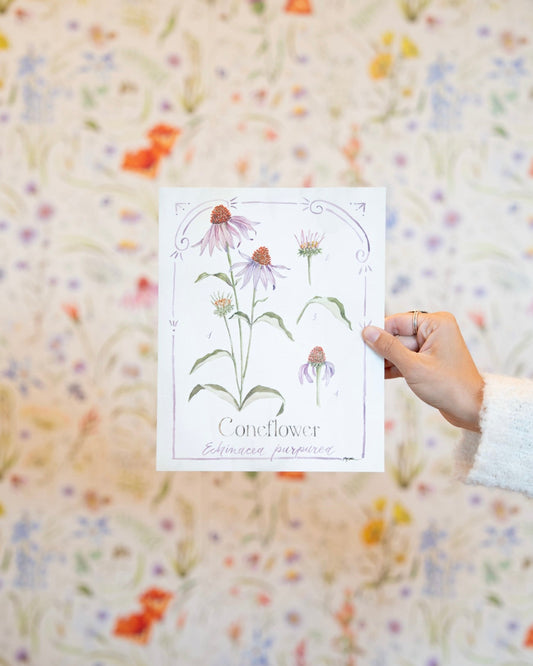 Botanical Study: Coneflower Print