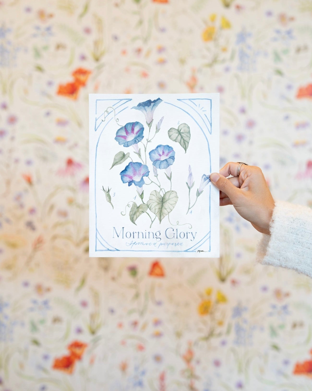 Botanical Study: Morning Glory Print