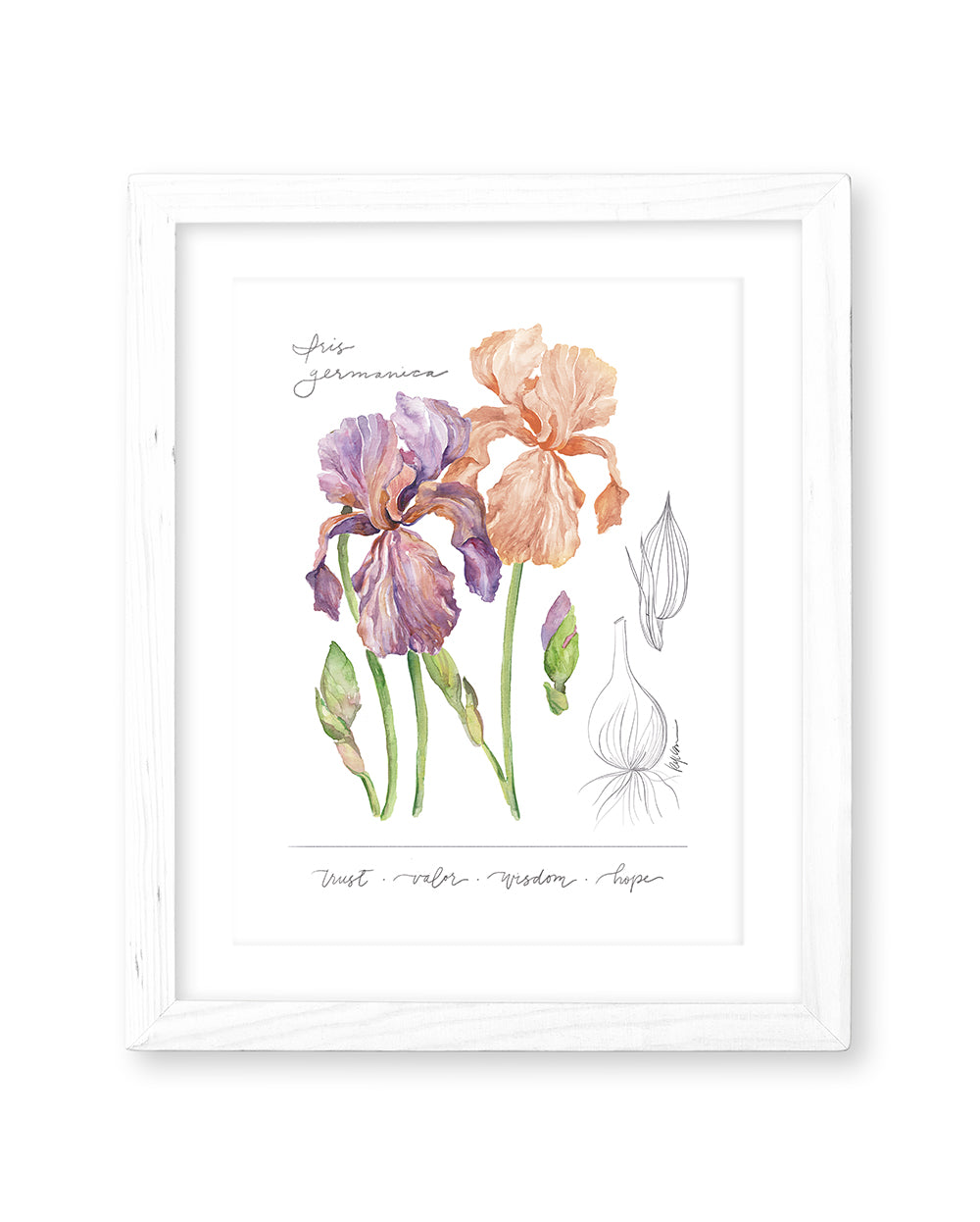 Iris Germanica Downloadable Print