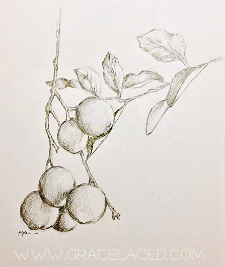 Bearing Fruit {Drawing Close, Day 7}