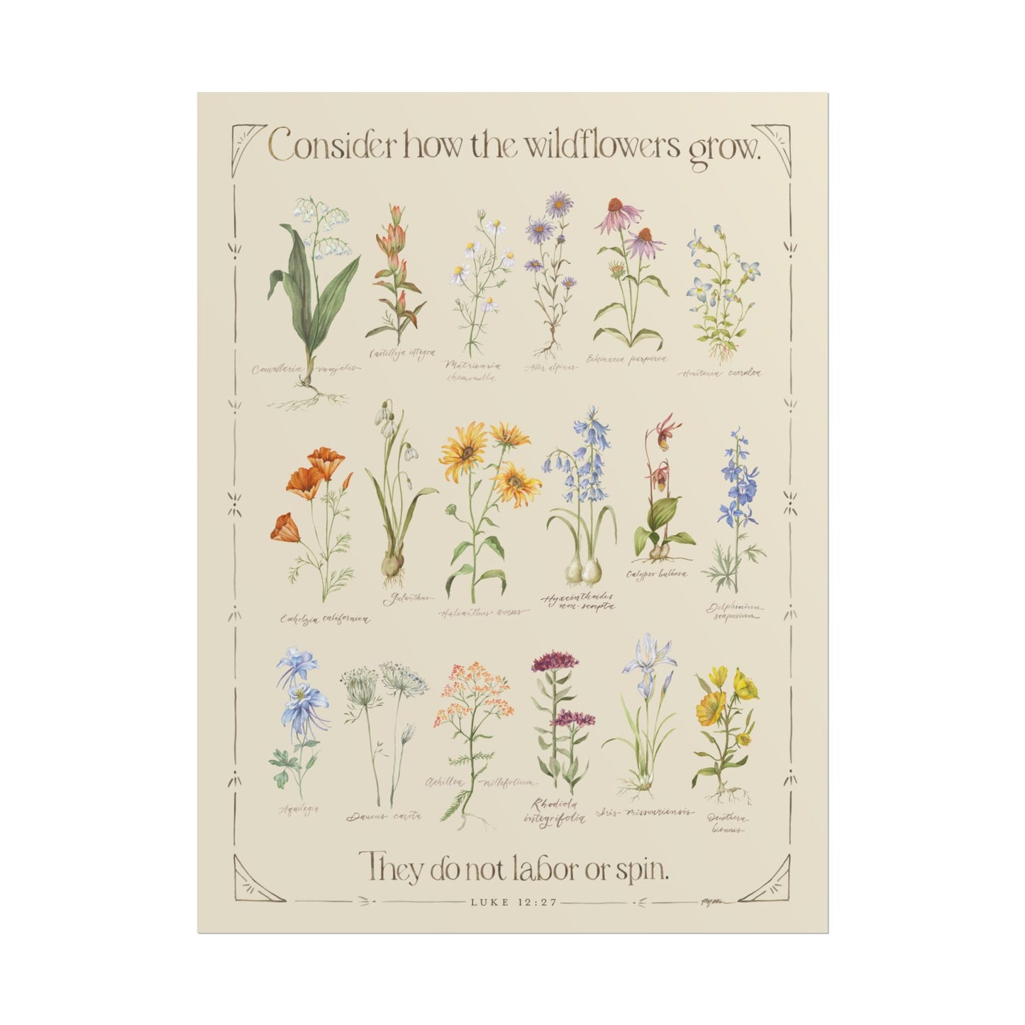 Luke 12:27 | Wildflower Poster