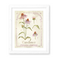 Botanical Study: Coneflower Print