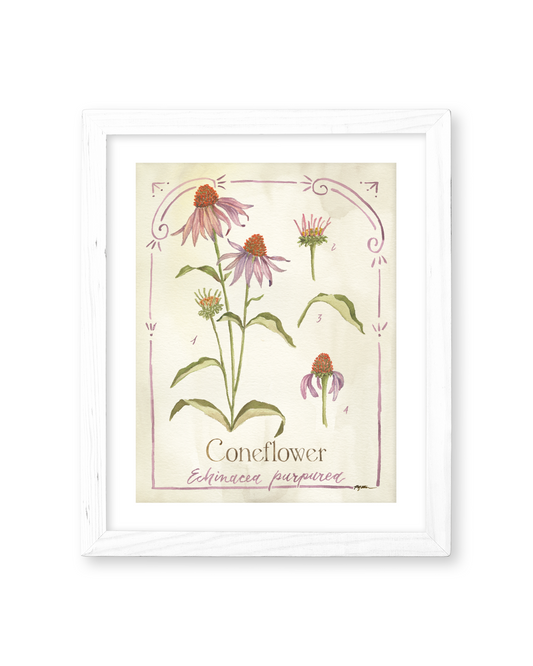 Botanical Study: Coneflower Print