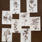 Set of botanical illustrations on white paper arranged on a wooden surface