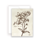 Wildflower Notecards