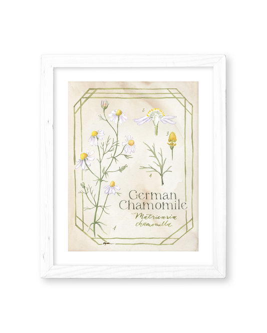 Botanical Study: German Chamomile Print