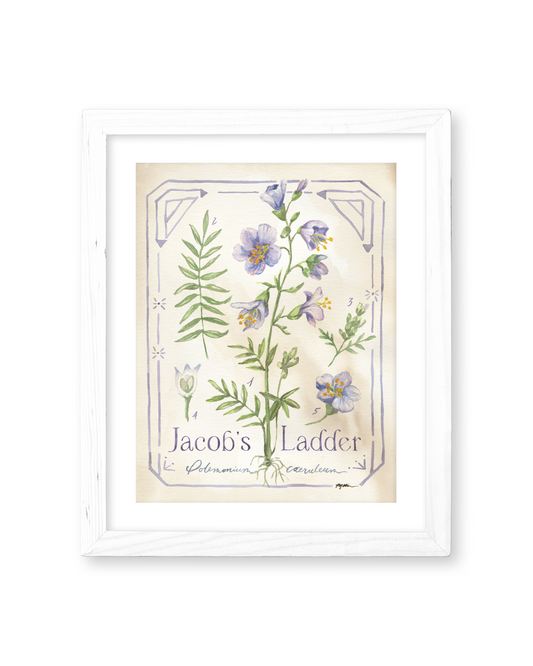 Botanical Study: Jacob's Ladder Print
