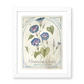 Botanical Study: Morning Glory Print