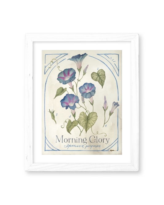 Botanical Study: Morning Glory Print