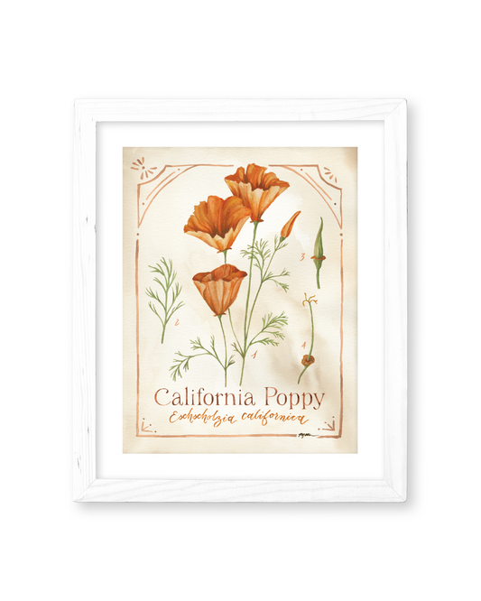 Botanical Study: California Poppy Print
