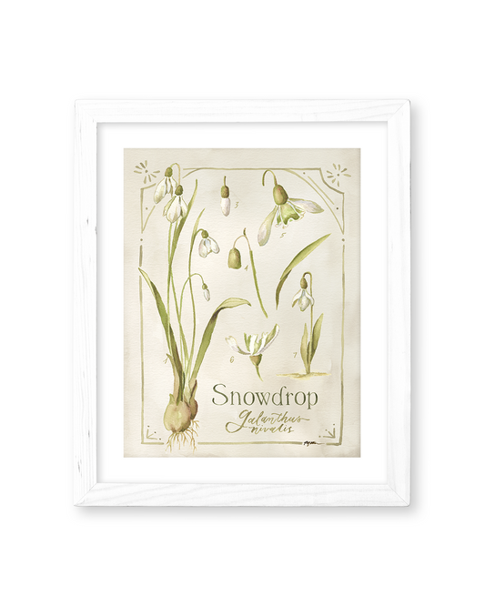 Botanical Study: Snowdrop Print