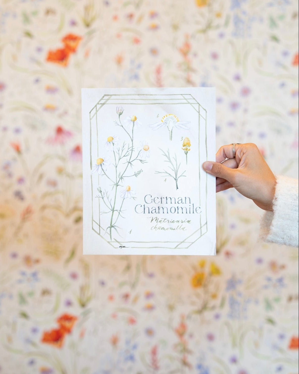 Botanical Study: German Chamomile Print