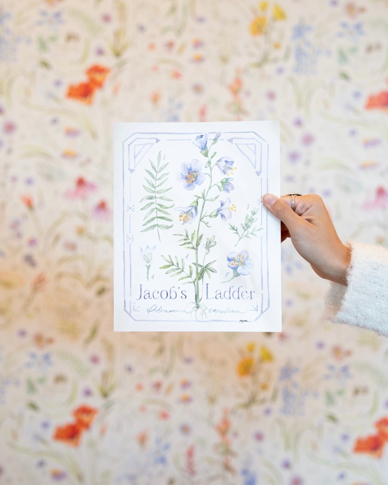 Botanical Study: Jacob's Ladder Print