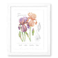 Iris Germanica Downloadable Print